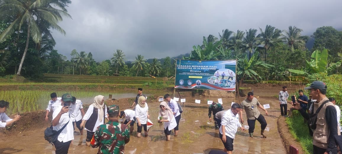 Presiden RI Pimpin Panen Padi Serentak Nasional: Pandeglang Ikut Ambil Bagian Menuju Swasembada Pangan