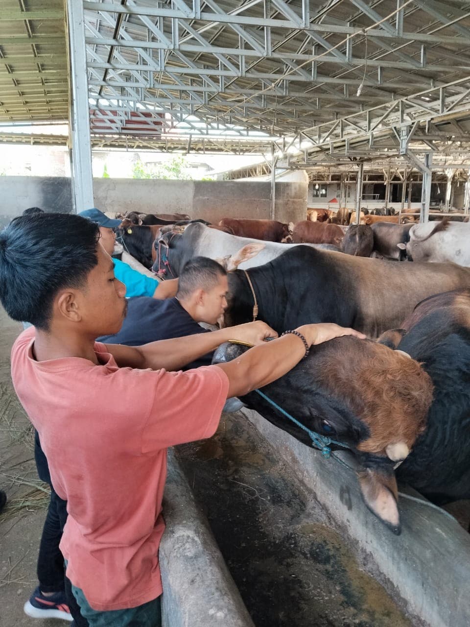 Tingkatkan Kesehatan dan Produktivitas Ternak, Dinas Pertanian Pandeglang Gelar Pemeriksaan Sapi di Peternakan Jawara